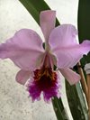 Cattleya percivaliana var. miniatum